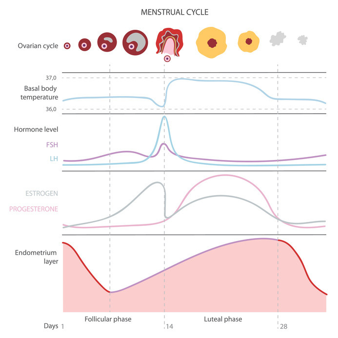 The menstrual cycle, showing changes hormones, endometrial basal body temperature. Infographics. Vector human, isolated, reproduction, gynecology, infertility, cytoplasmic, baby, medical, pregnancy, fertility, fertile, reproductive, egg, vector, temperature, ovulation, period, diagram, menstrual, ovarian, hormone, calendar, follicle, contraception, female, uterine, basal, cycle, illustration, chart, ovary, system, menstruation, uterus, pregnant, menopause, woman, phase, embryo, anatomy, cell, fertilization, estrogen, infertile, ovum, health, days, anatomical, conceive